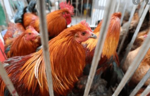 香港暫停從法國 英國 德國和韓國部分地區(qū)進(jìn)口禽肉及禽類產(chǎn)品