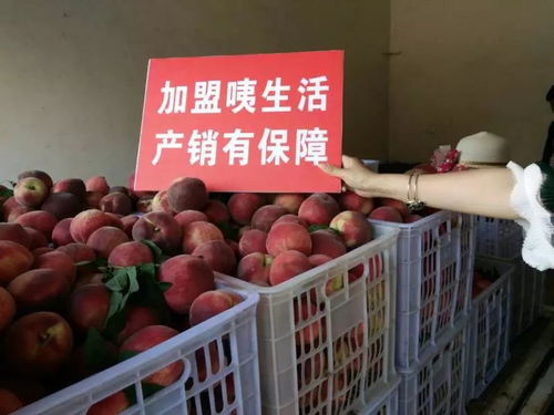 電商賦能，城固家禽“飛”向全國